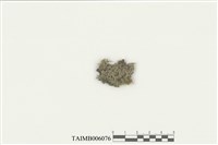 藏品(唇鱗蘚屬)的圖片